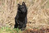 SCHIPPERKE 328